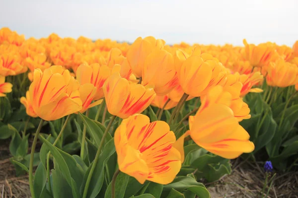 Gele tulpen met een vleugje rood — Stockfoto