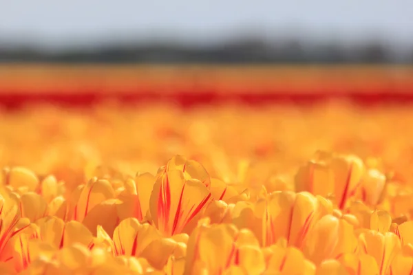 Tulipanes amarillos con un toque de rojo — Foto de Stock