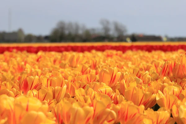 Żółte tulipany z odrobiną czerwieni — Zdjęcie stockowe