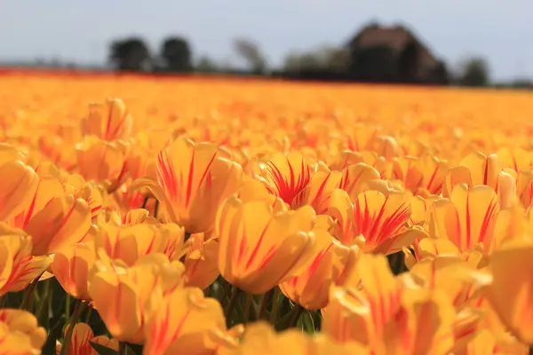 Жовті тюльпани з дотиком червоного — стокове фото