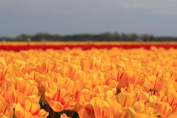 Žluté tulipány s nádechem červené — Stock fotografie