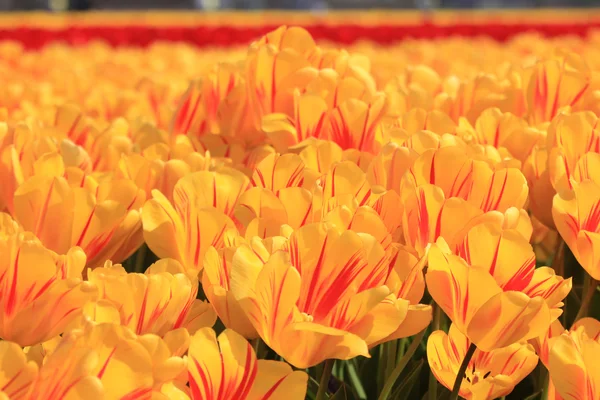 Желтые тюльпаны с оттенком красного — стоковое фото