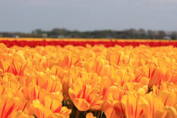 Tulipanes amarillos con un toque de rojo —  Fotos de Stock