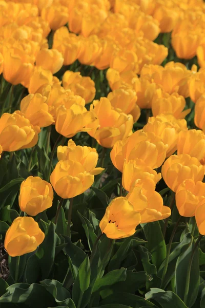 在一个字段中的黄色郁金香 — 图库照片