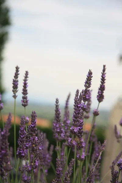 Provence büyüyen lavanta — Stok fotoğraf