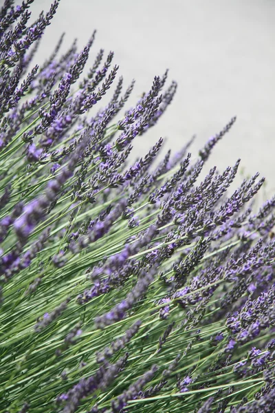 stock image Lavender growing in the Provence
