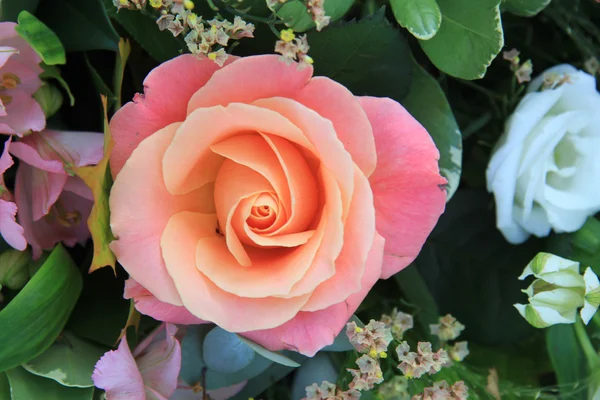 大软粉红玫瑰 — 图库照片