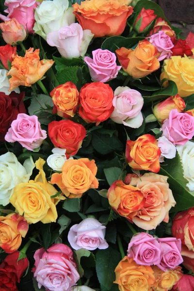 다 색된 장미 배열 — 스톡 사진