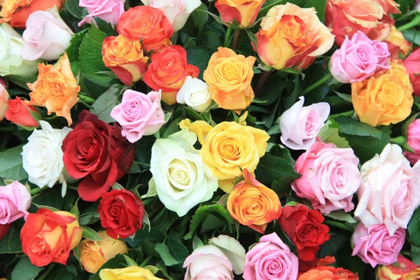 다 색된 장미 배열 — 스톡 사진