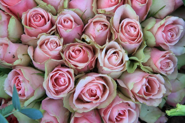 Rosa suave e rosas verdes — Fotografia de Stock
