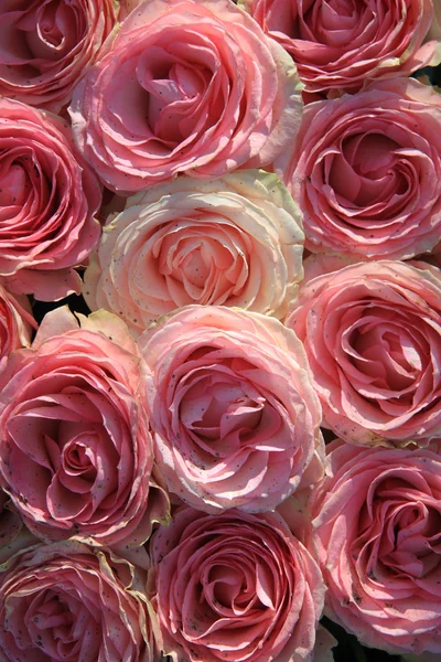 Grandes roses roses au soleil — Photo