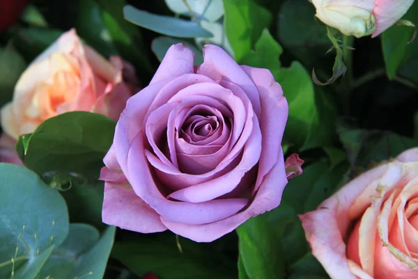 Lila ros i närbild — Stockfoto