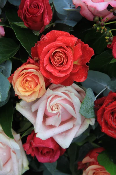 Rosas en diferentes colores después de una lluvia — Foto de Stock