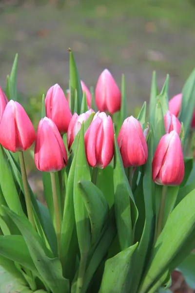 Mazzo di tulipani rosa — Foto Stock
