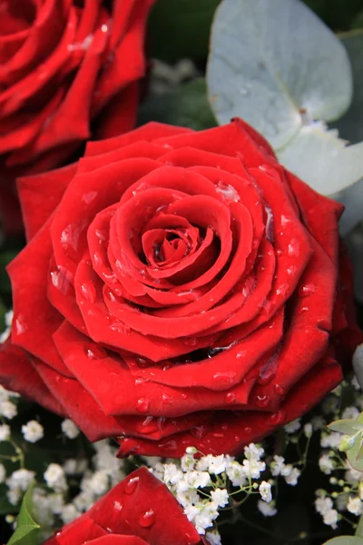 Einzelne rote Rose nach einem Regenschauer — Stockfoto