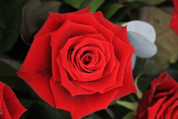 Κοντινό πλάνο της ένα τριαντάφυλλο κόκκινο του Αγίου Βαλεντίνου — Φωτογραφία Αρχείου