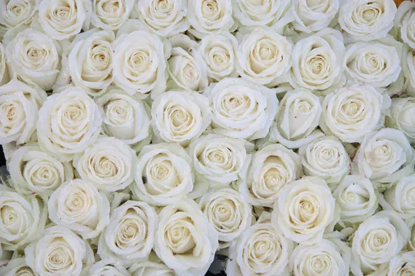 Grupo de rosas blancas después de una lluvia — Foto de Stock