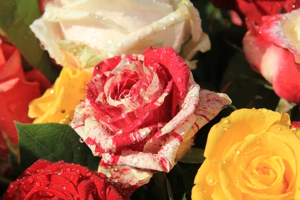 다채 로운 붉은 장미와 흰 장미 — 스톡 사진