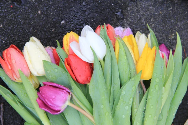 Bunte Tulpen nach einem Regenschauer — Stockfoto