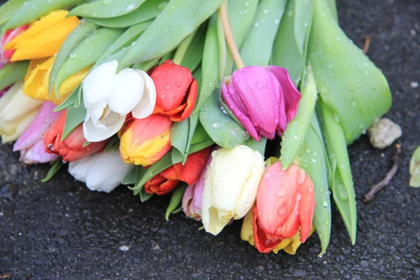 Tulipanes de colores mezclados después de una lluvia — Foto de Stock