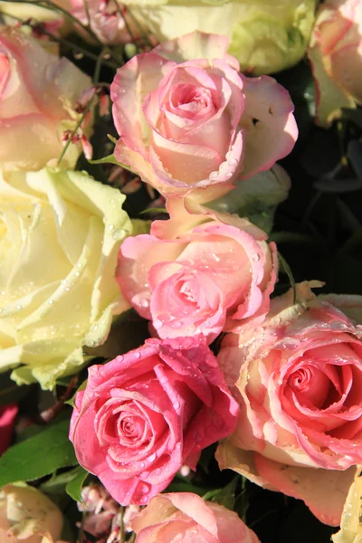 Rosa suave y rosas blancas con gotas en la luz del sol — Foto de Stock