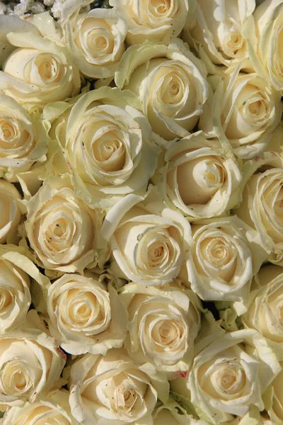 Gruppe weißer Rosen — Stockfoto
