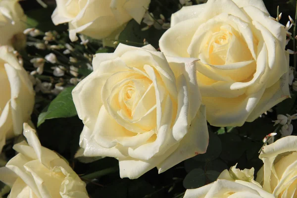 Büyük beyaz güller — Stok fotoğraf