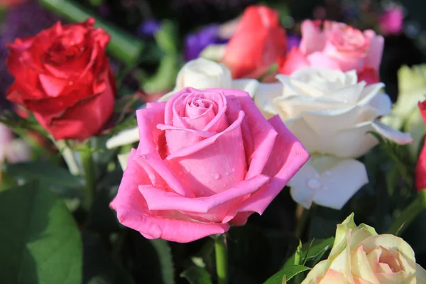 淋浴后的粉红玫瑰 — 图库照片