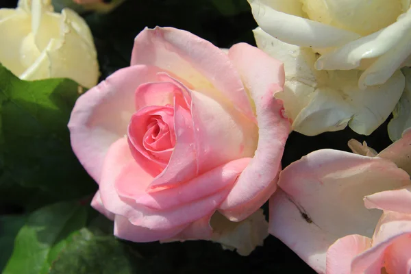 Big pink rose — Stock Photo, Image