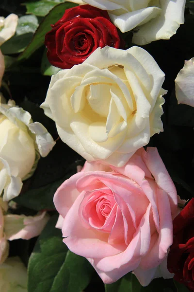 Rote, rosa und weiße Rose — Stockfoto