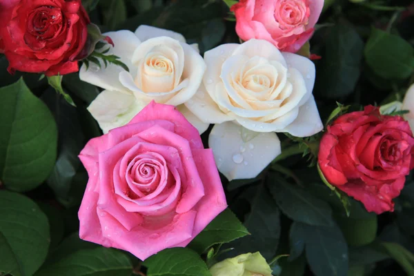 異なる色のバラ — Stockfoto