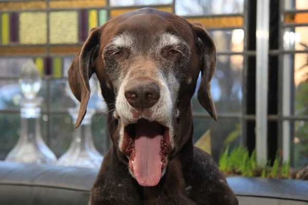Portrait of a german shorthaired pointer, 11 years old — Stock Photo, Image
