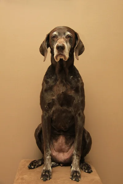 Portrait of a german shorthaired pointer, 11 years old — Stock Photo, Image