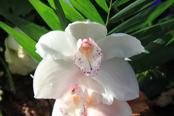 Белая орхидея на солнце — стоковое фото