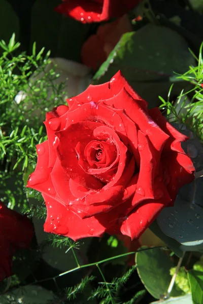 湿的红玫瑰在阳光下 — 图库照片