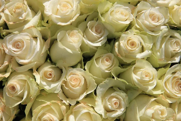 Un grande gruppo di rose bianche — Foto Stock