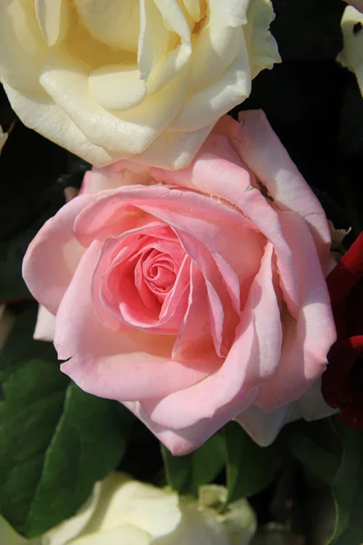 Rosa rosa grande — Foto de Stock