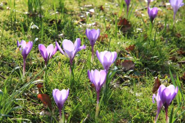 Grup mor beyaz Iridaceae çimen