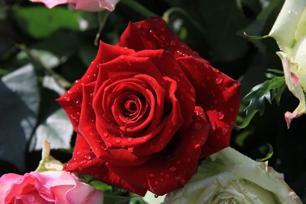 Close up de uma rosa vermelha molhada — Fotografia de Stock
