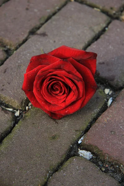 Single red rose on the pavement — Stock Photo, Image
