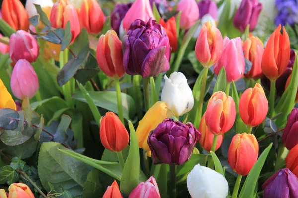 Mieszane wiosną tulipany bukiet — Zdjęcie stockowe