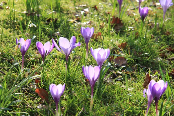 stock image Group of purple white crocus in grass