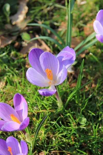 Group of purple white crocus in grass — Stock Photo, Image