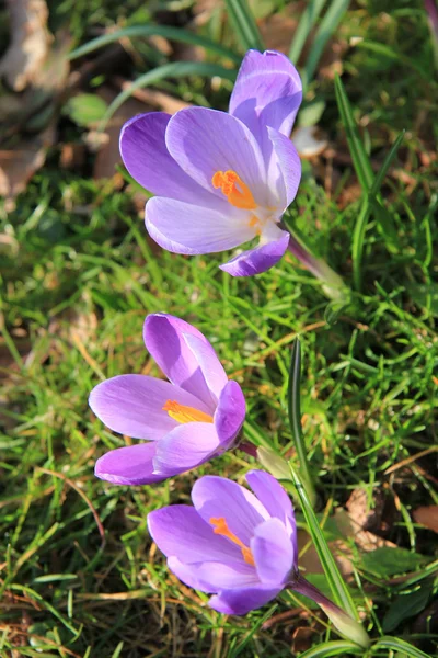 Group of purple white crocus in grass — Stock Photo, Image