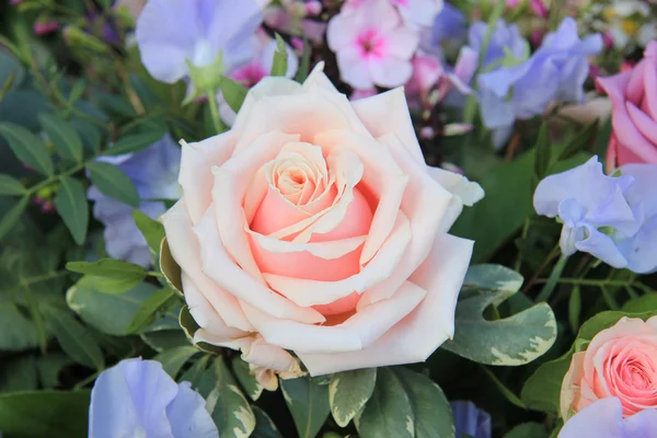 Rosa rosa pálida grande — Fotografia de Stock