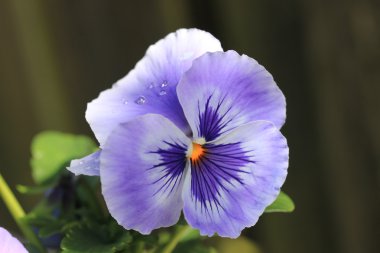 pensamiento morado con gotas de lluvia