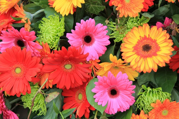 Разноцветная гербера в ярких цветах — стоковое фото