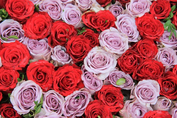 Lilac and red roses in a group — Stock Photo, Image
