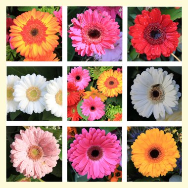 Gerbera Collage clipart