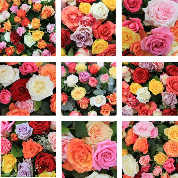 Multicolor rose collage — Stock Photo, Image